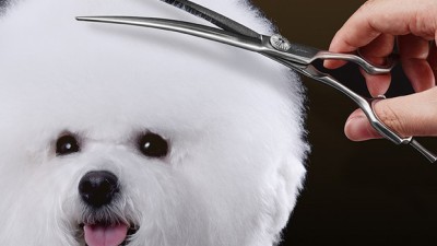 💇🏻‍♀️ 득템! 내 손으로 직접 비교분석한 전문가용 커브가위 후기